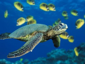 Green-Sea-Turtle-480x360