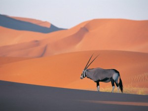 Oryx-Antelope-480x360
