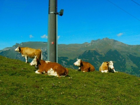 futta0566m
